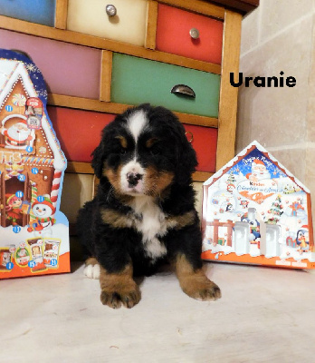 Uranie