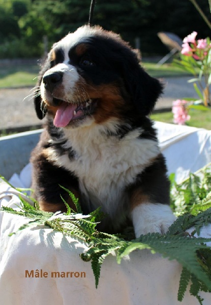 du Clos de Fairon - Bouvier Bernois - Portée née le 04/05/2015